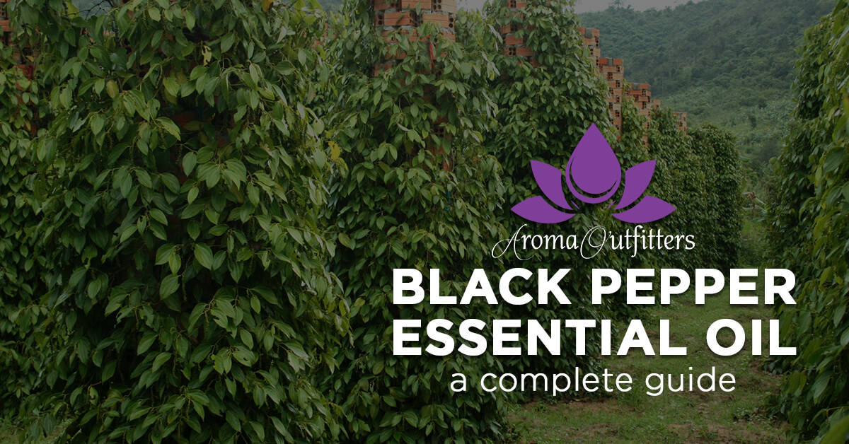 Everything You need to Know About Black Pepper Essential Oil