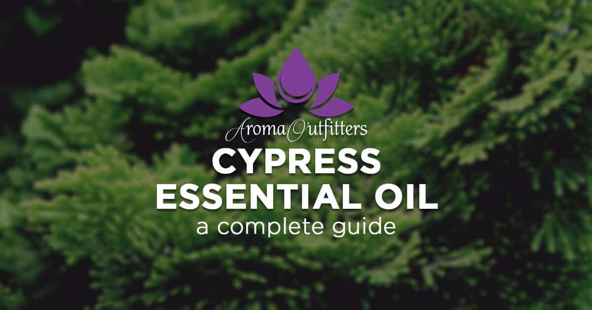 Everything You Need to Know About Cypress Essential Oil