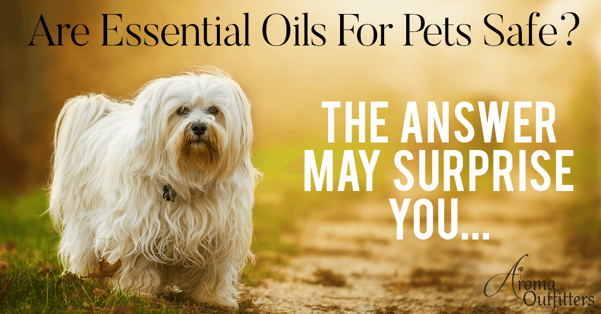 Are Essential Oils For Pets Safe? The Answer May Surprise You